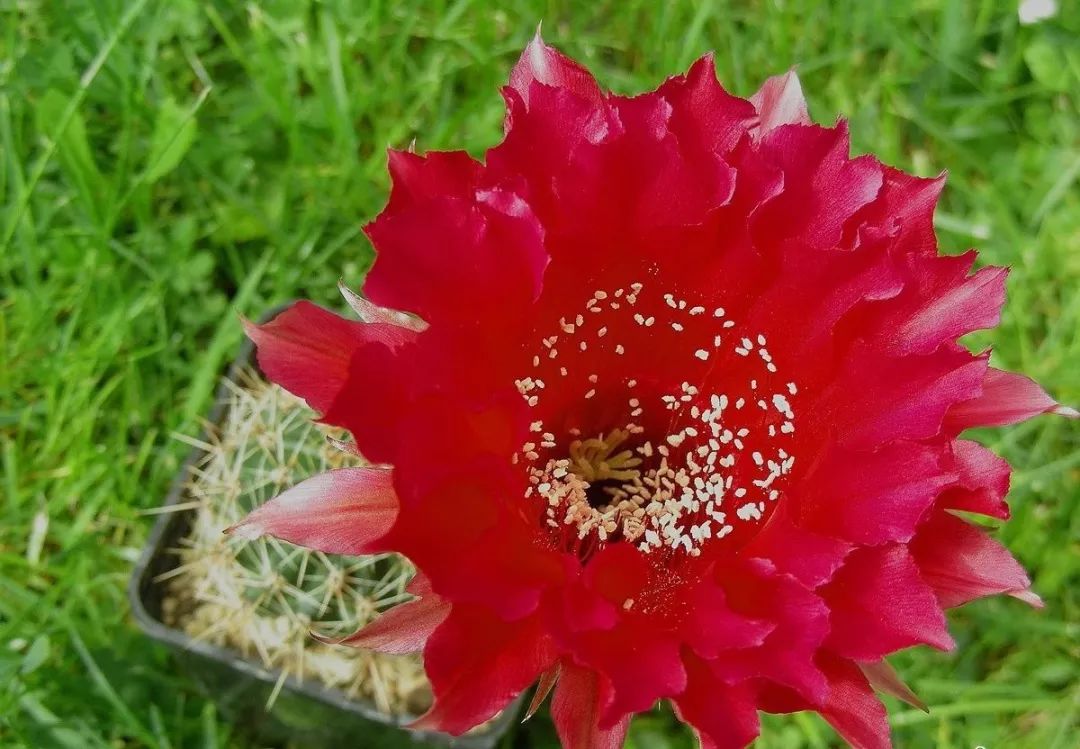 200种·仙人球开花图鉴，大开眼界，美到爆