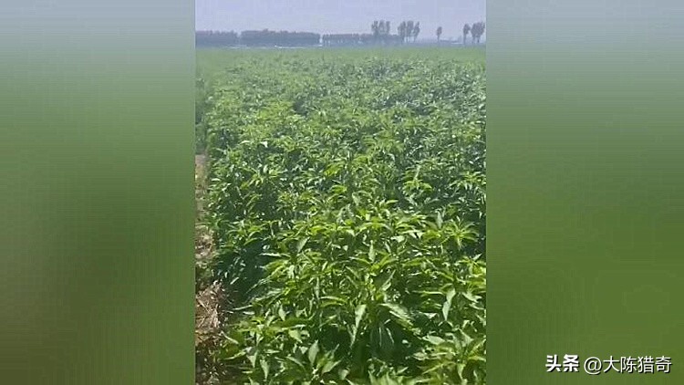 买到假辣椒苗子怎么办,疑似买到假种子