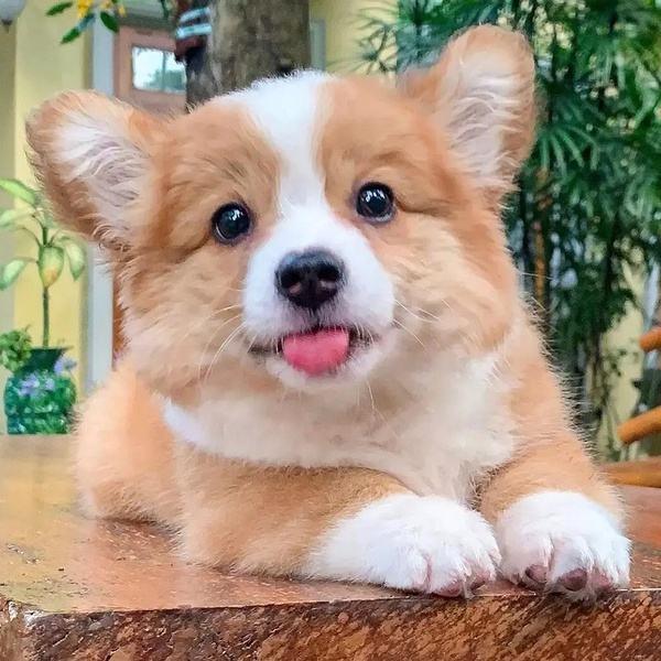 狗狗拆蛋了还会找家吗,狗狗的窝被拆狗狗什么反应