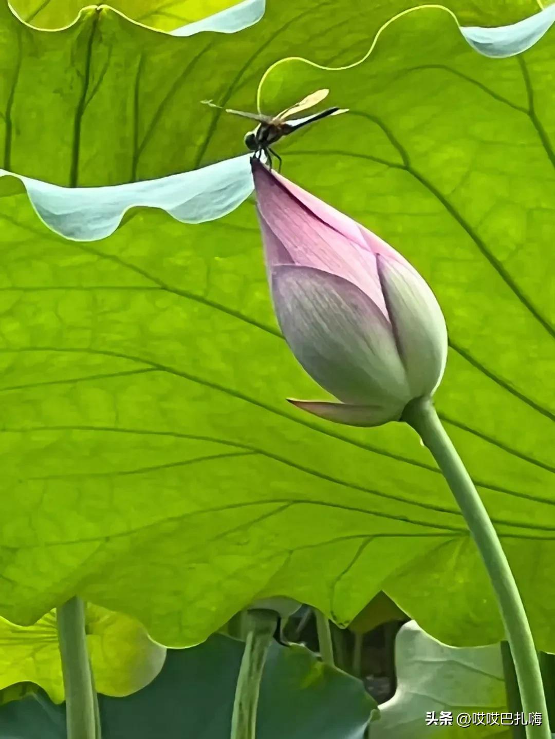 23年北大录取名单公布,2022北大保送名单公示