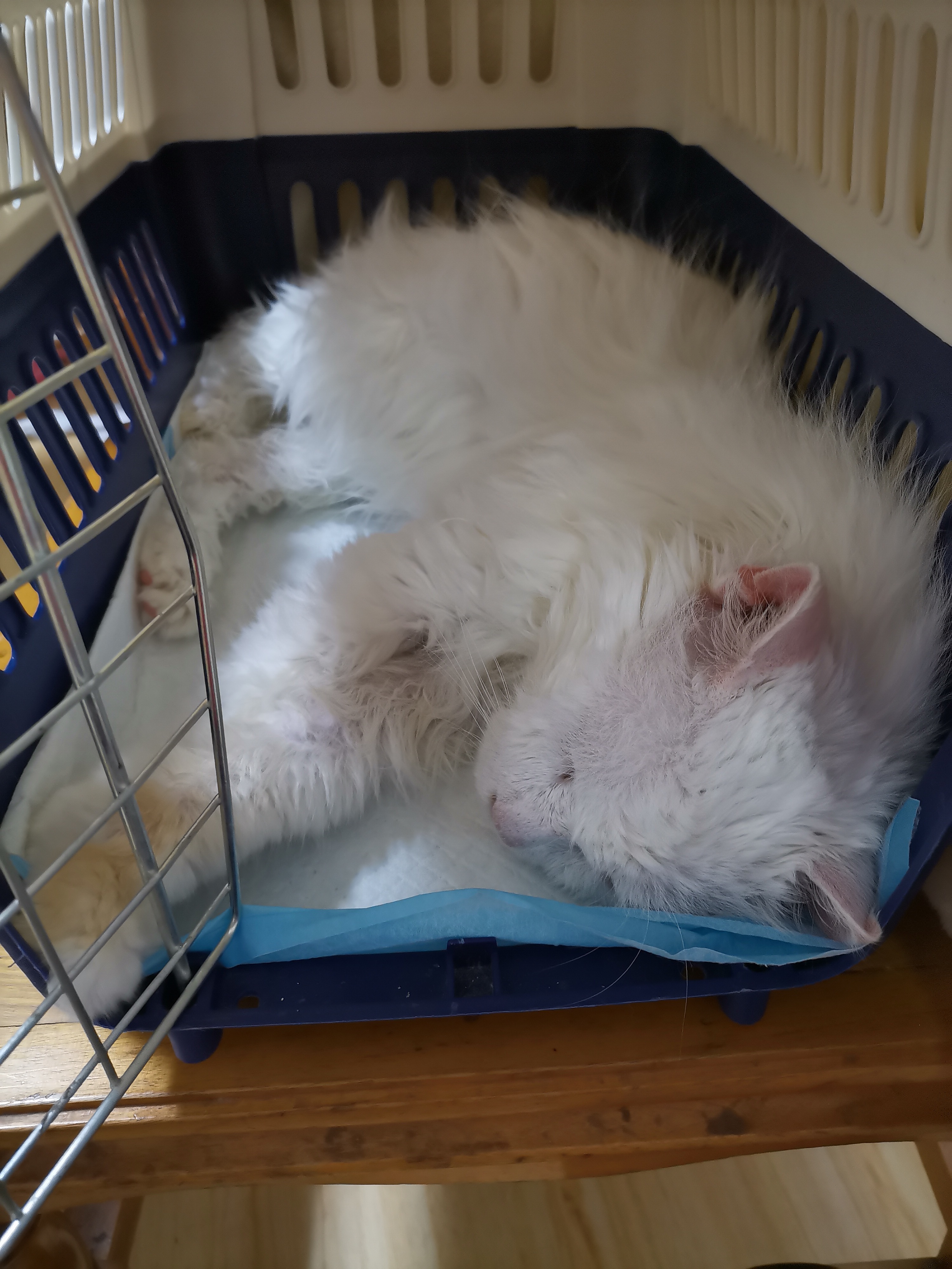 我的第二只猫咪图片,第二只猫来了第一只猫生气