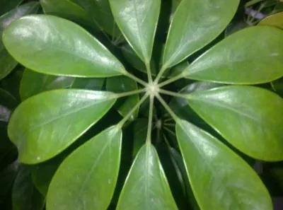 鸭脚木又叫鹅掌柴吗,鹅掌柴学名