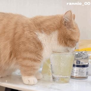 小狗给小狗撑伞表情包,小狗洗澡可爱超萌表情包