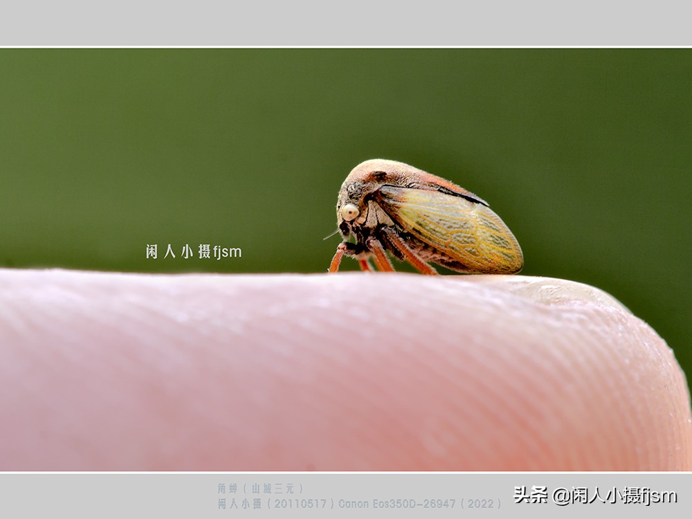 近距离拍摄昆虫小动物,常见昆虫微距摄影活动