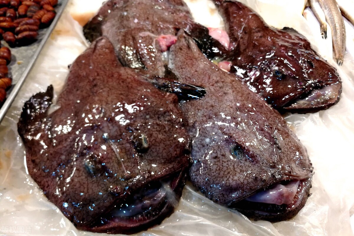 野生鱼与人工养殖哪个好,野生鱼一定比人工养殖的更安全