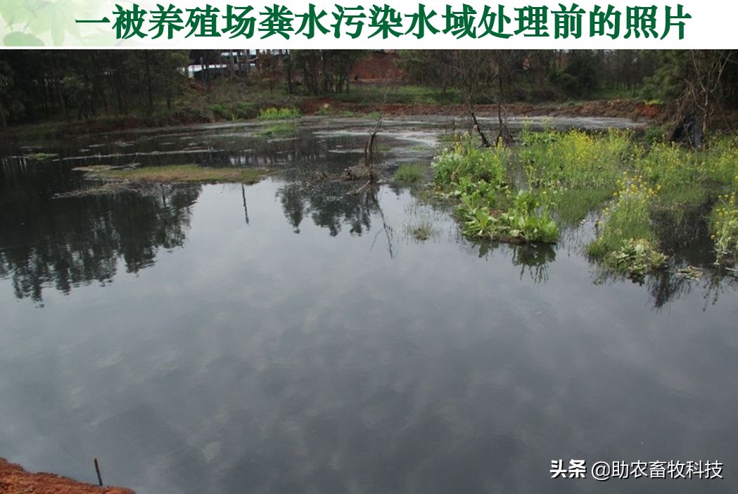 如何提高育肥羊经济效益,育肥猪养殖项目目的是什么