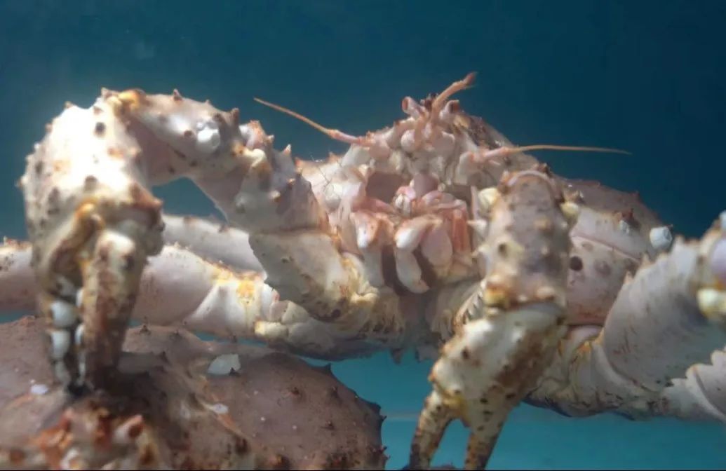 珲春吃帝王蟹推荐,珲春推荐海鲜帝王蟹