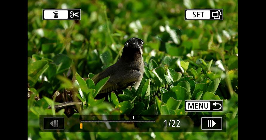 佳能eosr8打鸟,佳能eosr8拍视频变焦