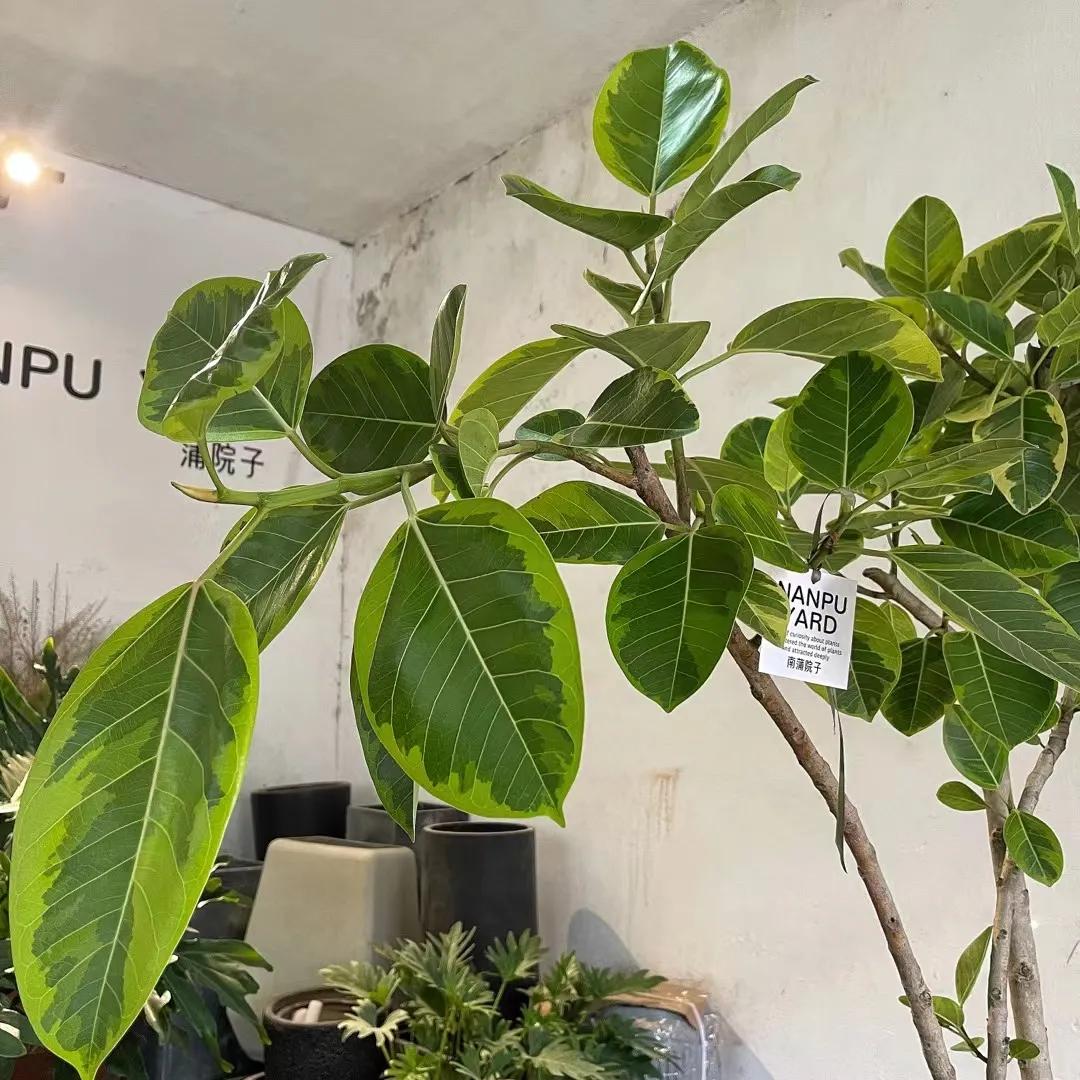 绿植大全10000种,绿植图片大全