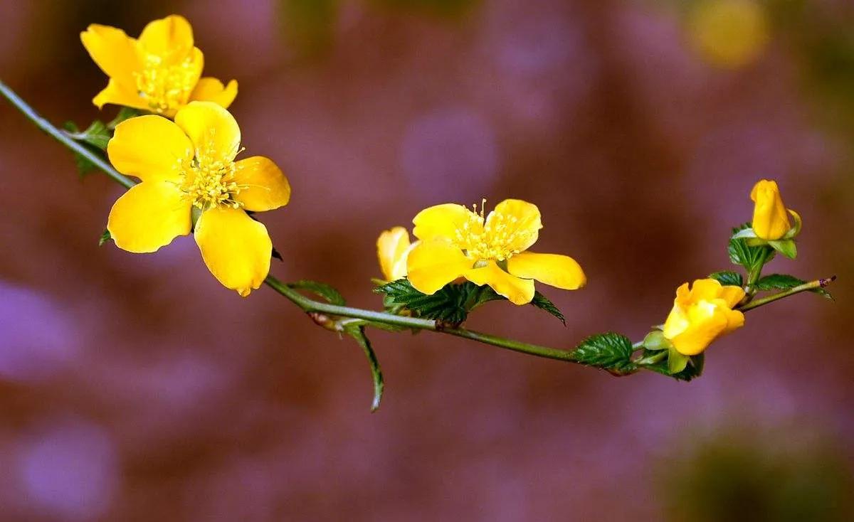 春天的美文,经典优美散文迎春