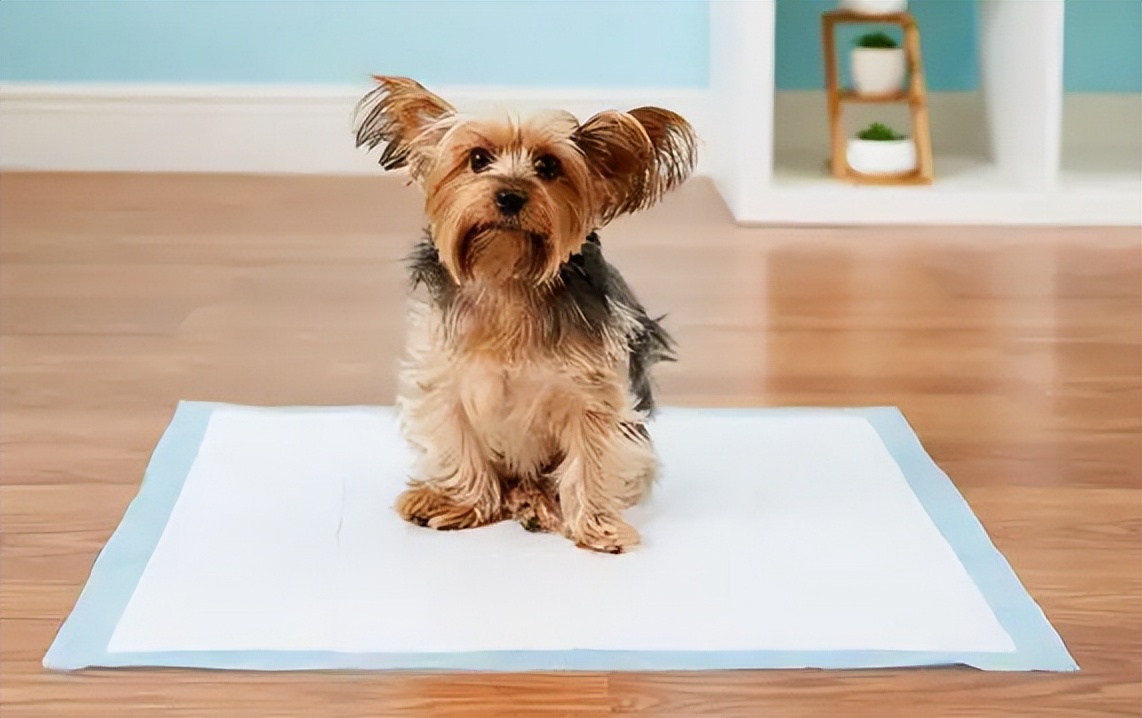 狗狗定点大小便训练进厕所不排便,比熊狗狗怎么训练定点大小便视频