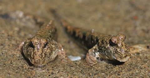 唯一一种在陆地生活的鱼,你见过在沙子里游的鱼吗