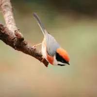 儿时电子灯笼,儿时过年灯笼