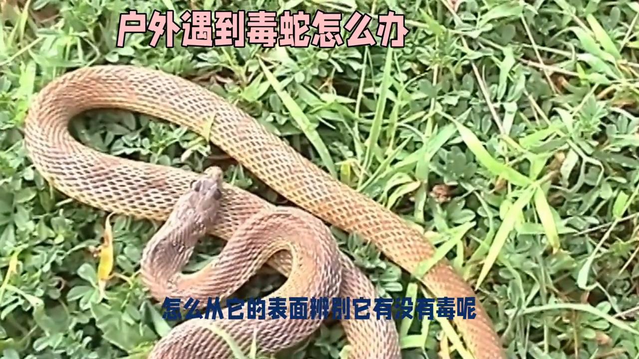 被蛇咬了怎么分辨蛇有毒没有毒,被咬了怎么分辨有毒蛇还是无毒蛇