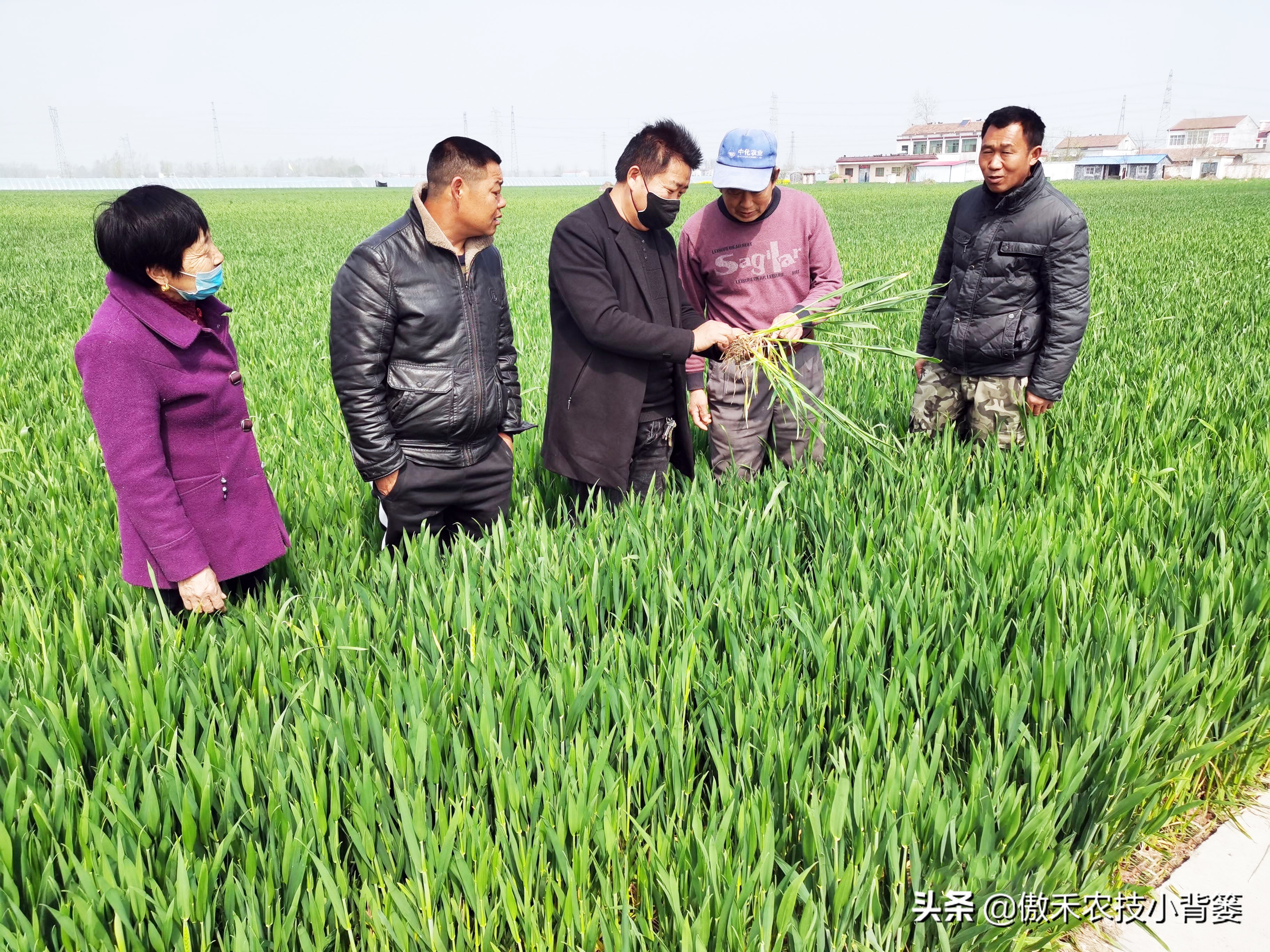农作物缺镁的表现和症状,严重缺镁缺钙需要多久才能补足