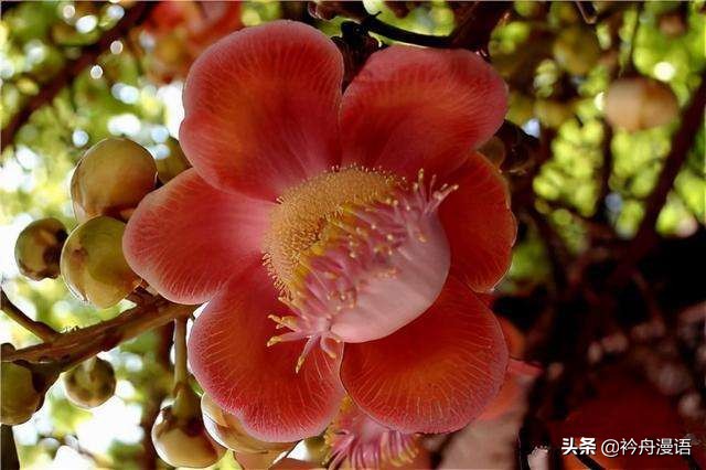 一花一世界一叶一菩提一人一众生,一花一世界一树一菩提一生爱一人