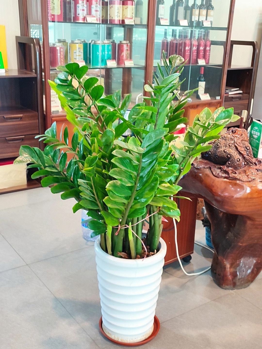 金钱树浇什么水能使叶子油绿旺盛,金钱树新枝长得油绿老枝叶片发黄