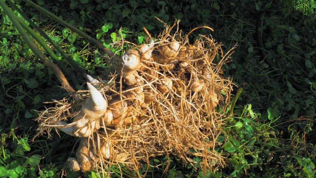 今年冬天的第一顿养生局安排！个旧的它“出土”啦！