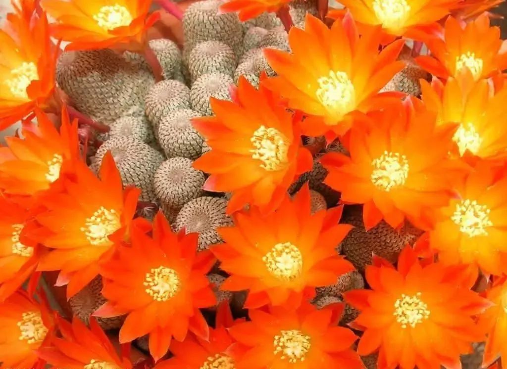 200种·仙人球开花图鉴，大开眼界，美到爆