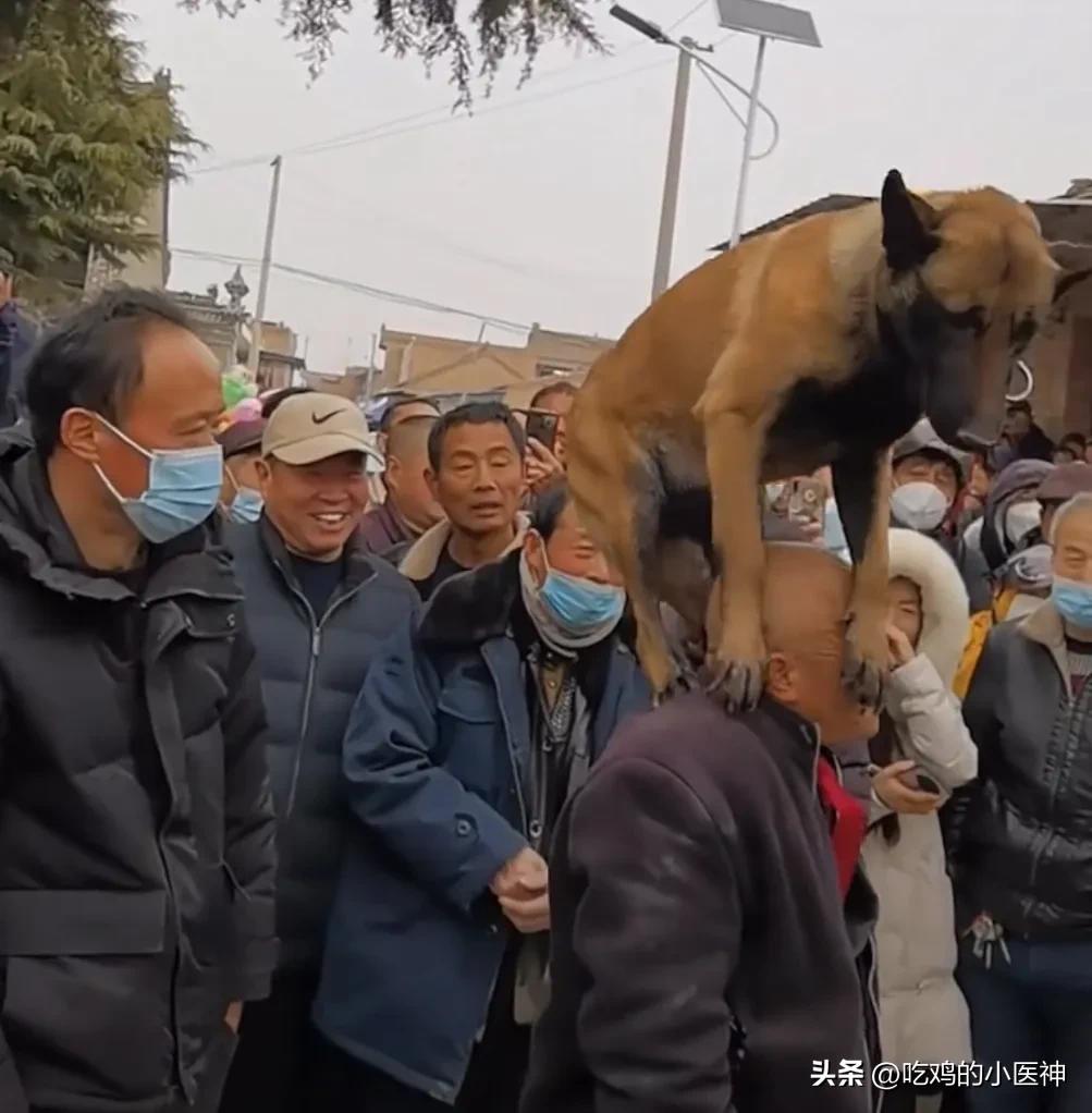 陕西民间绝活，狗踩人头！大爷和马犬的配合太绝了！