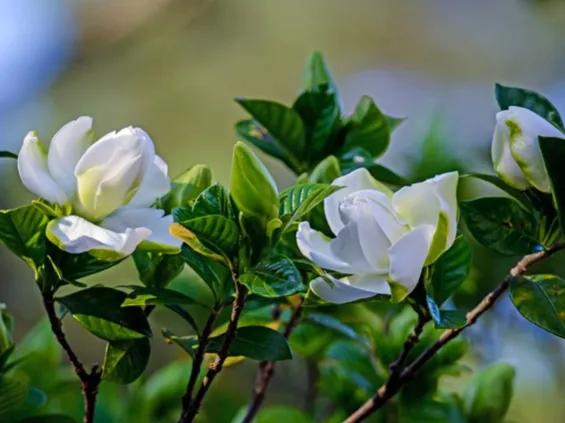 2024年属兔的买什么花招财呢,2022年属兔的人养什么植物最旺