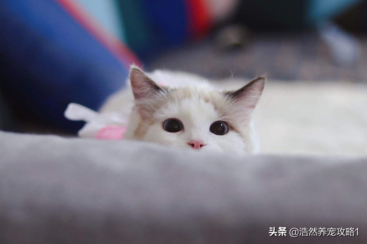 猫咪得了猫癣怎么治疗好得快一些,猫咪得猫癣可以吃维生素b2治疗吗