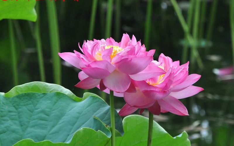 女人这样称呼你就是认定你了,女人如果对你用这几种称呼