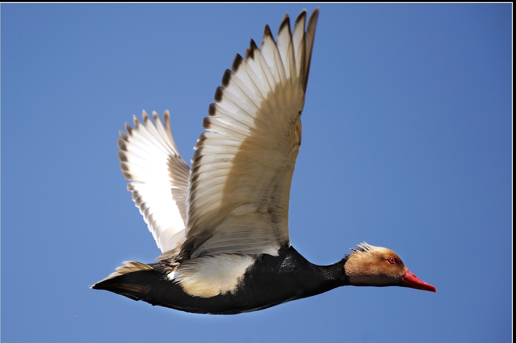 飞鸟全文及译文,飞鸟译文