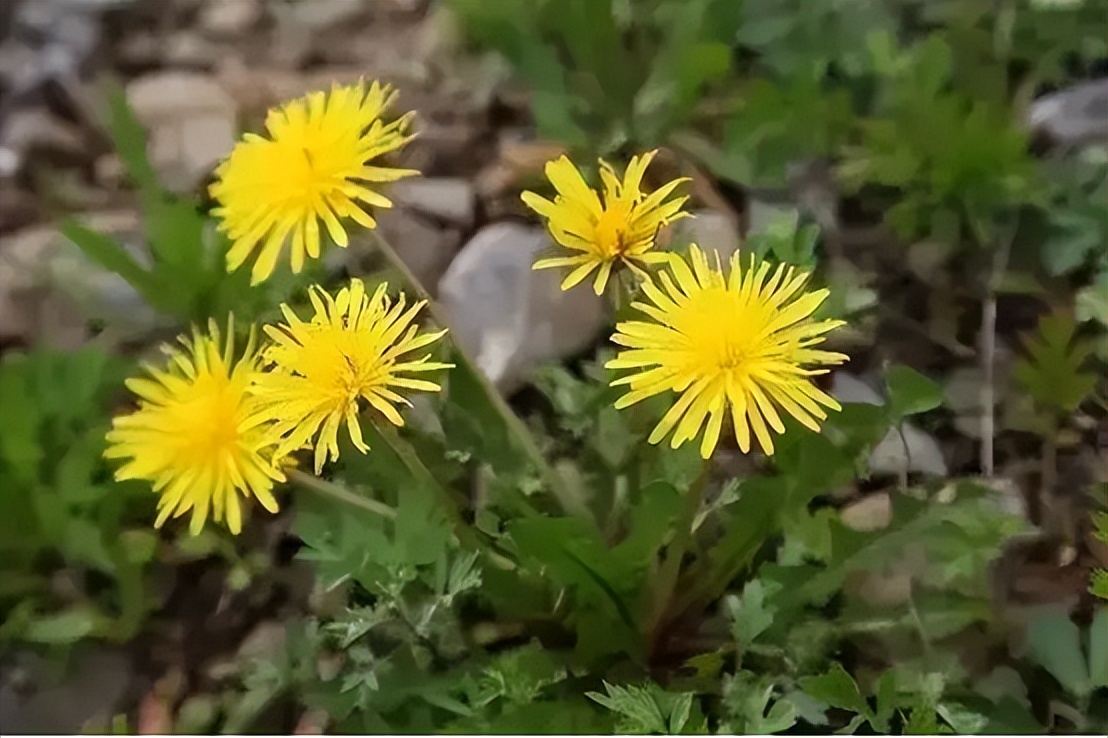 华人美国挖野菜，吃罚单？在纽约是这样挖蕨菜、韭菜、荠菜的