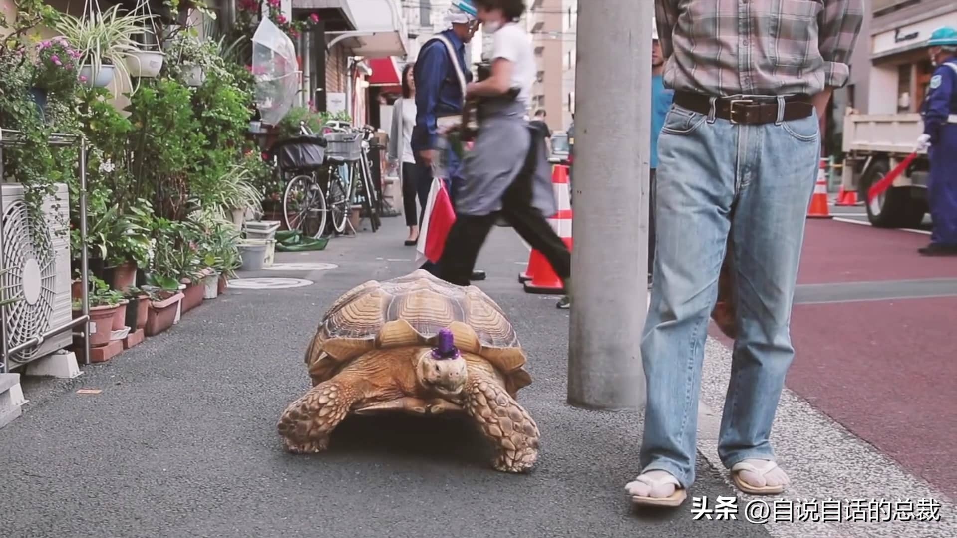 玄武龟蛇大战,罕见别致的龟蛇大战