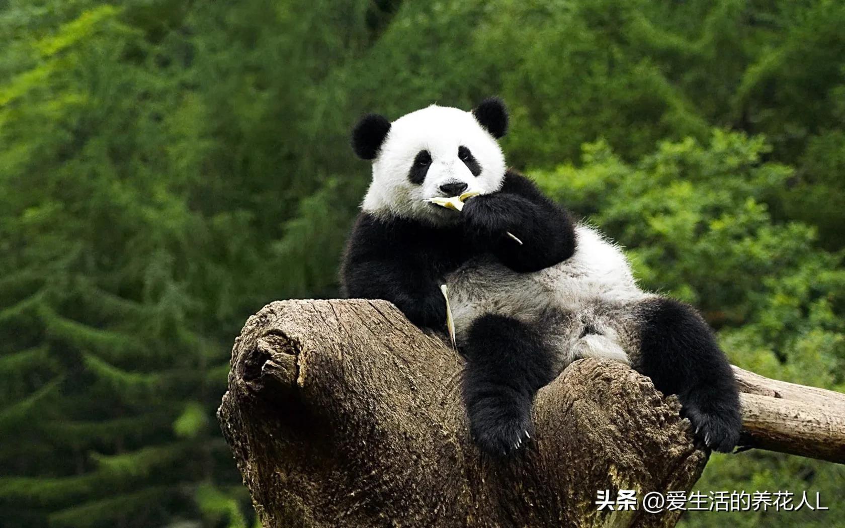 手绘呆萌可爱卡通小动物图片,可爱萌萌的小动物逗趣动图