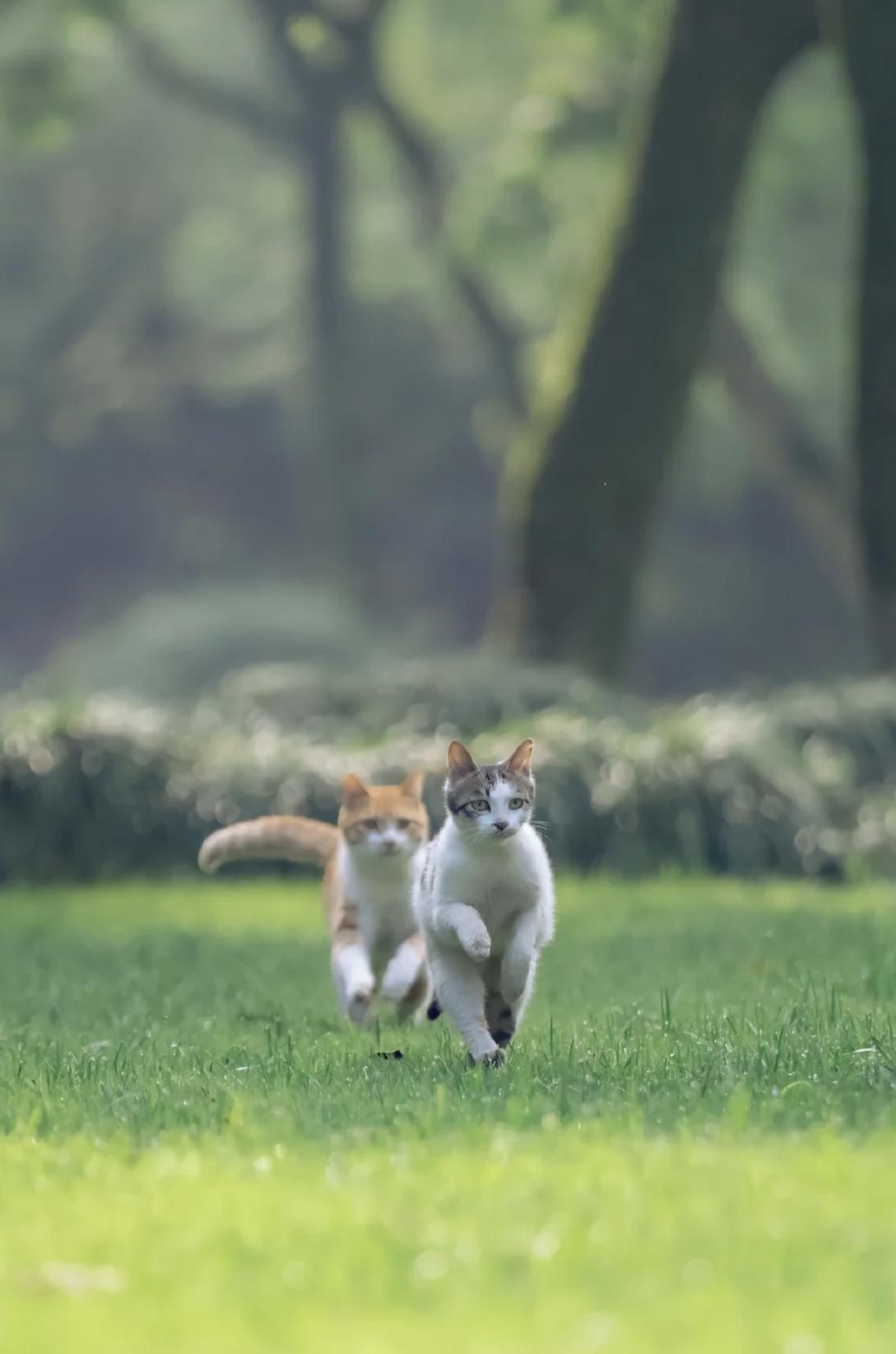 治愈系壁纸｜132张可爱小猫咪的样子