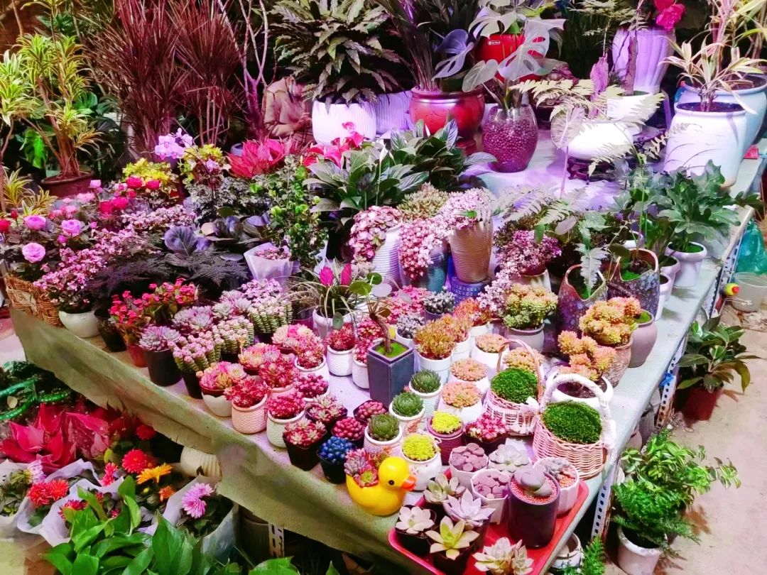 济南春天看花好去处,来济南买金子