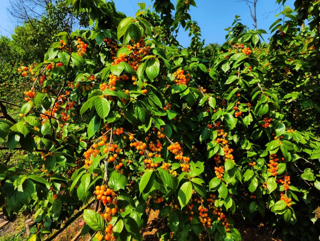 西乡县茶叶镇樱桃采摘,陕西汉中哪里可以摘樱桃