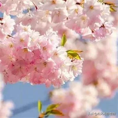 花儿朵朵开，香艳惹人爱，闻香觅花来，弄花香满衣