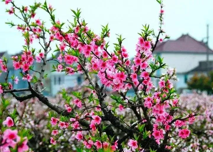 桃花源里看桃花风景优美,再游桃花源美景