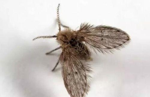 夏天卫生间里的小飞虫是什么,门窗紧闭家里的小飞虫哪里来的