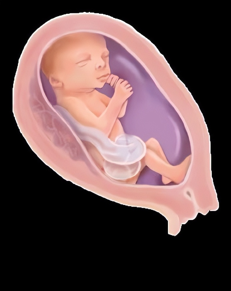 从受孕到分娩约四十周,从受孕到婴儿每天的变化