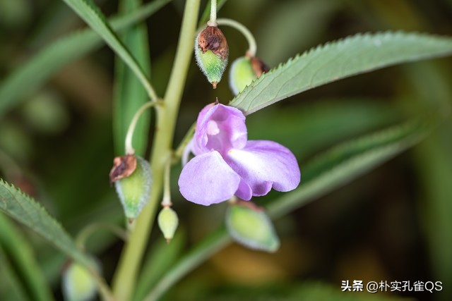 凤仙花指甲笔官方旗舰店,凤仙花歌曲