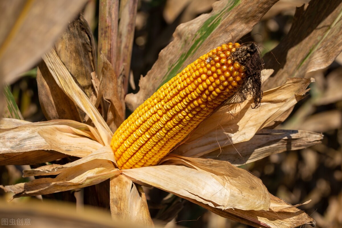 玉米行情会持续下跌吗,玉米大面积落价背后有何原因