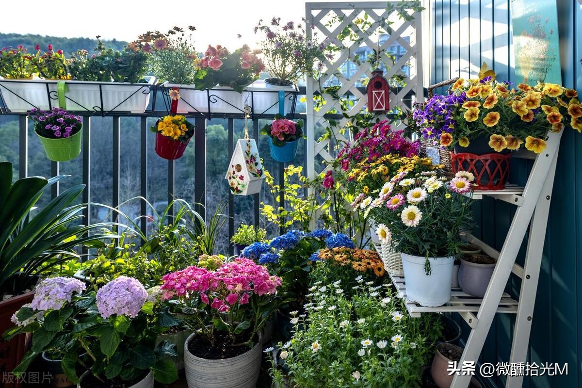 推荐10种最适合夏天养的花,君子兰开花时夏天几天浇一次水