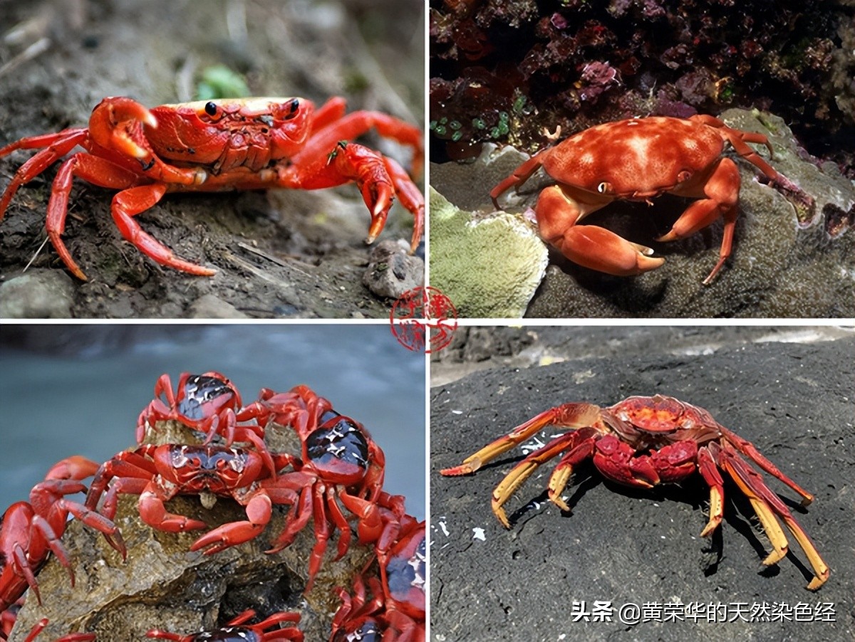 中国传统色蟹壳黄,什么颜色的蟹壳好看