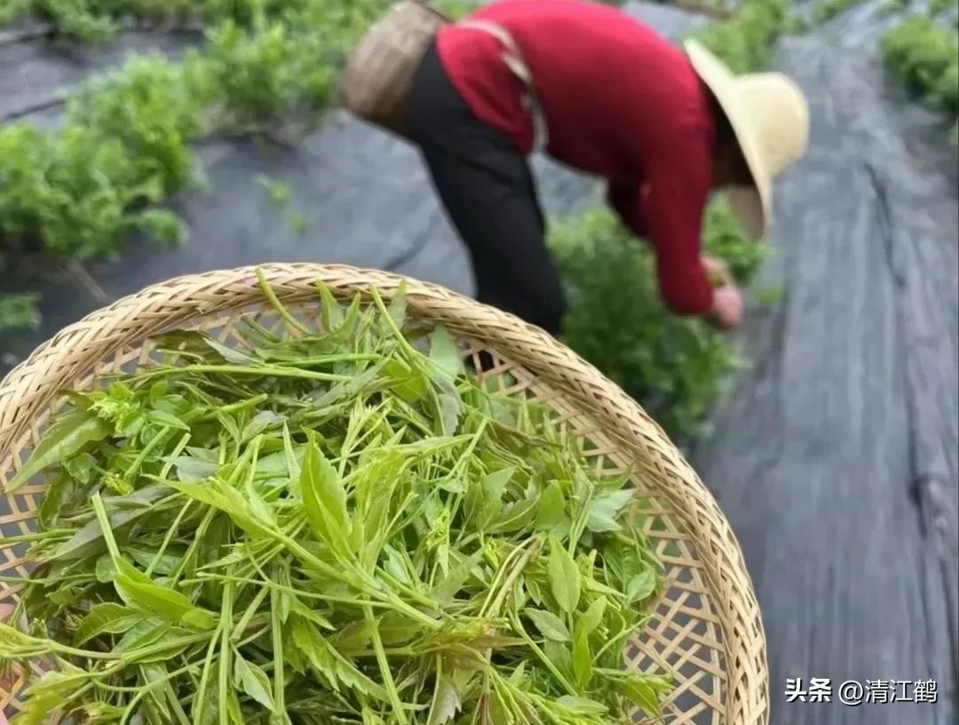 扦插藤茶苗生根的方法,藤茶扦插后不发芽怎么处理