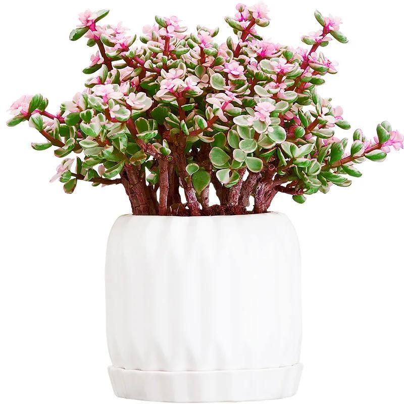 花开富贵花卉图片大全,金玉满堂花图片