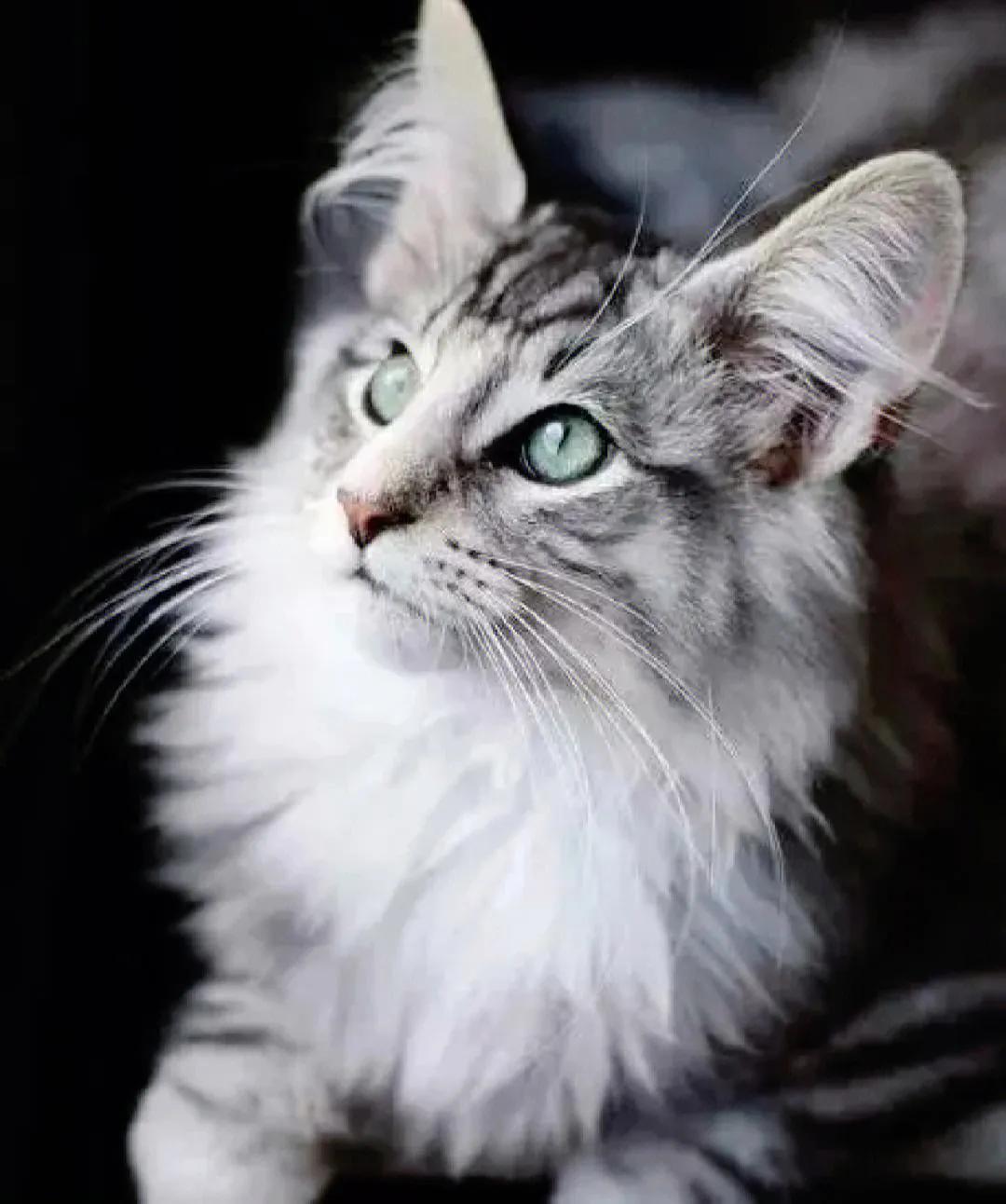 灰色猫咪是什么品种,玳瑁猫咪是什么品种