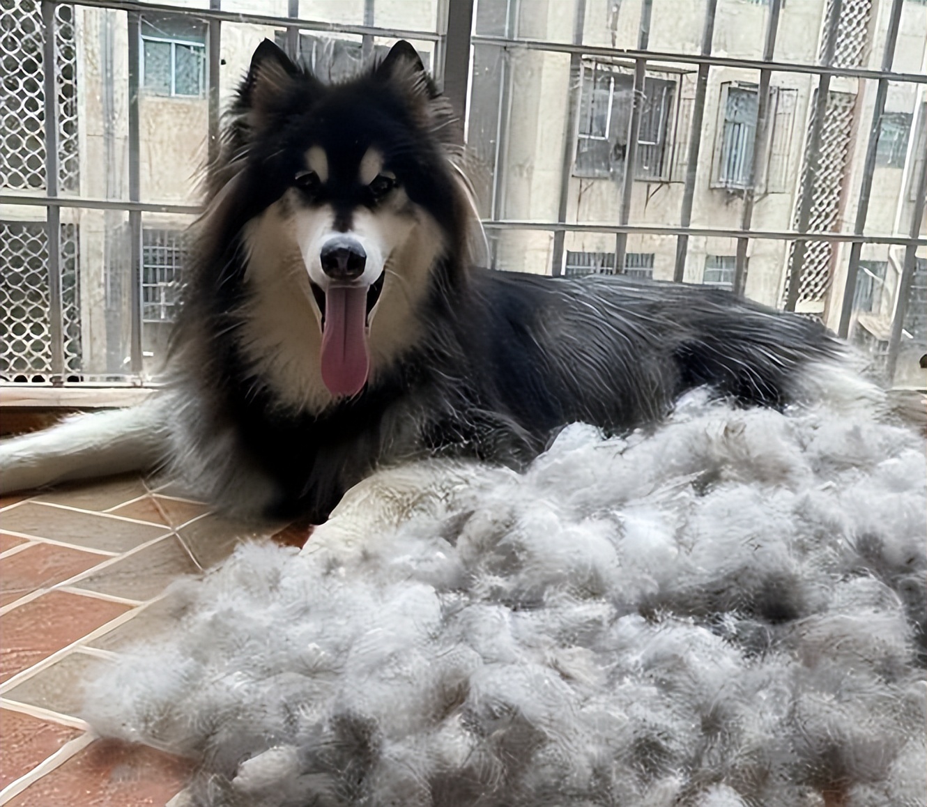 买宠物狗的坑有哪些,买狗差点上当