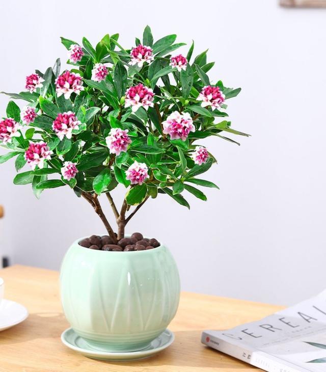 家里不能养的10种花,家里不能养的四种花