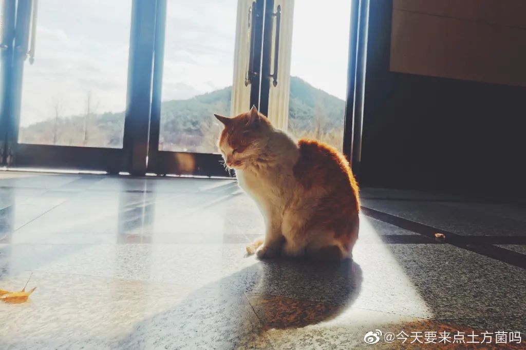 东北财经大学发讣告,东北财经大学为猫发讣告