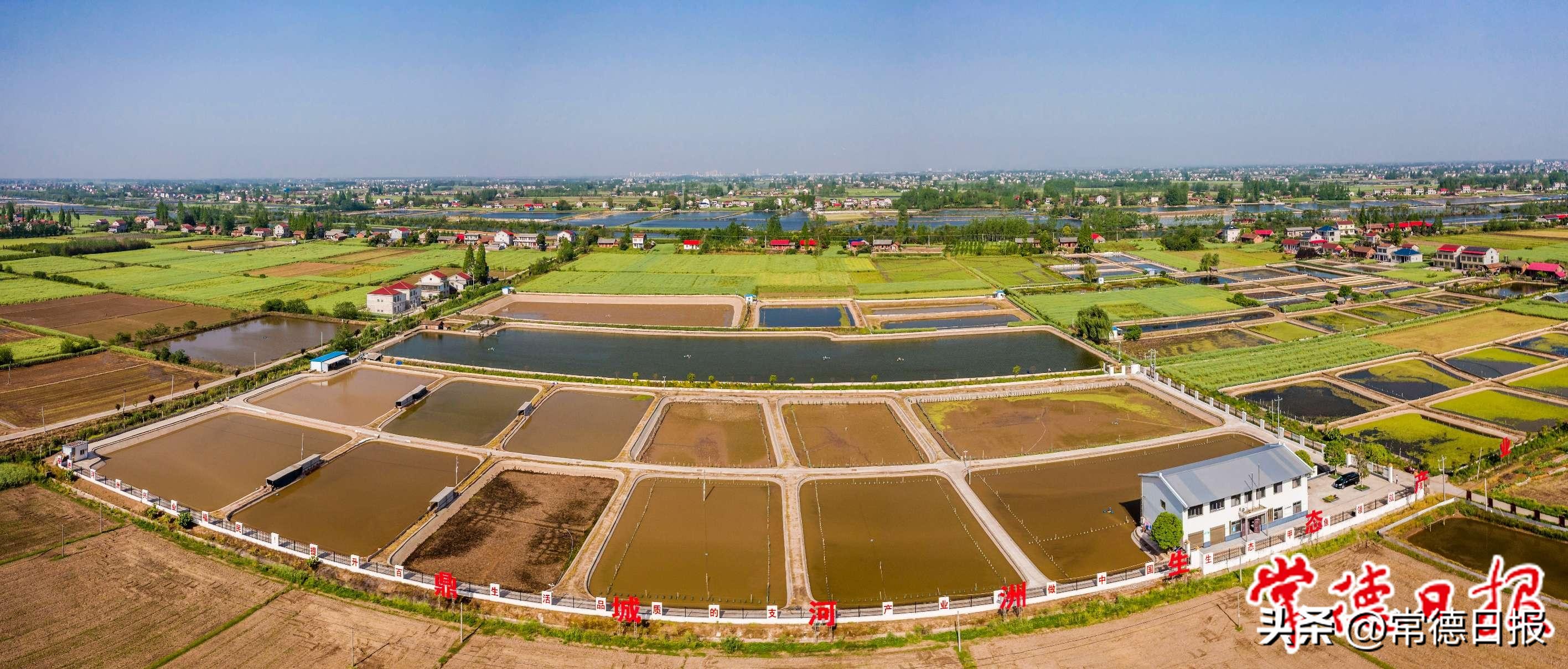 发展特色产业助力乡村振兴——写在常德甲鱼推介及招商活动举办之际