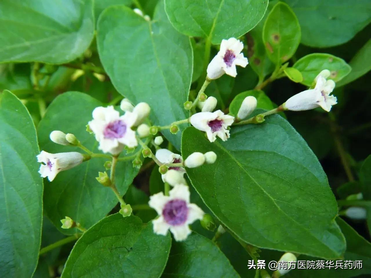 积食化痰止咳的中药,健脾开胃止咳化痰的中药